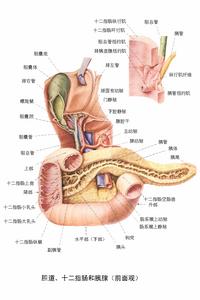 （圖）胰腺類癌