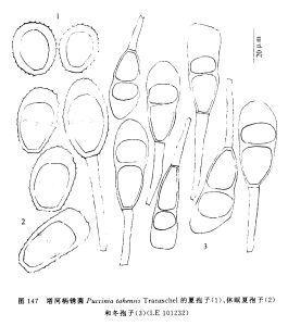 塔河柄鏽菌