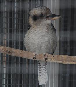 笑翠鳥[鳥綱動物]