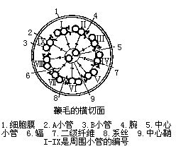 鞭毛蛋白