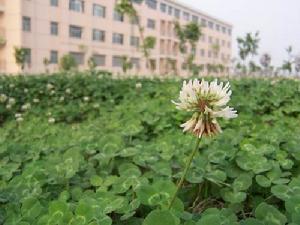 （圖）校園風景