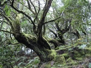 紅樹屬