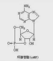 環腺苷