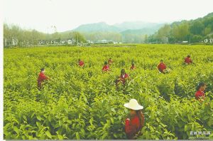 杜仲雄花茶