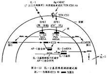 細胞因子基因