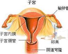 左側附屬檔案囊腫