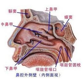 鼻腔