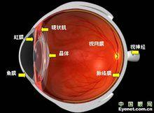 黃挺[廣州中山眼科醫院角膜病醫生]