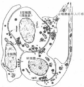 動脈阻塞或狹窄視網膜病變