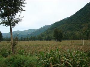 頭寨村——玉米種植業