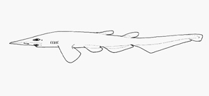 長頭光尾鯊