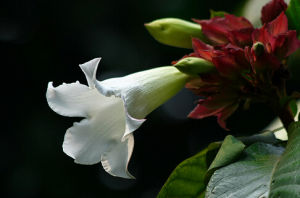 清明花屬