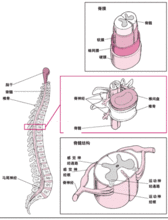 脊柱的結構