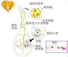 授粉