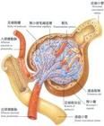 原發性慢性腎上腺皮質機能減退症