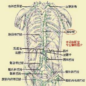 淋巴導管