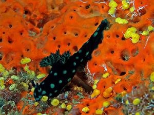 （圖）Nembrotha cristata 