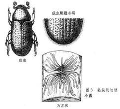 多毛切梢小蠹