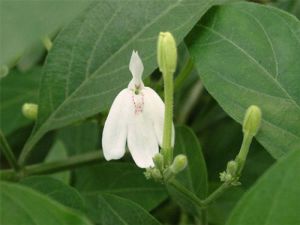 扁桃斑鳩菊