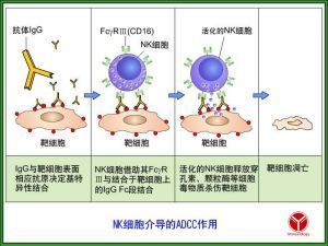 ADCC[生物學名詞]