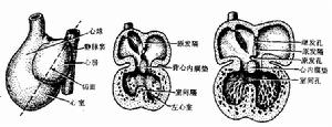 二尖瓣脫垂