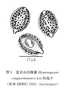 蒼岩山層腹菌