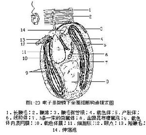 金枝藻目