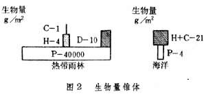 生態錐體