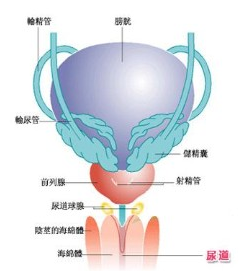 男性尿道口癢