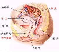 女性生殖器