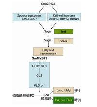 大豆抗逆·信號通路