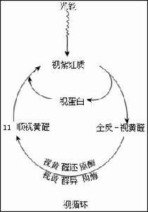 維生素A缺乏神經病