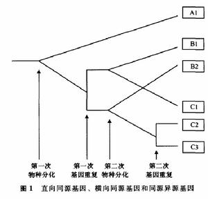 三種同源基因辨析