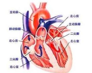 風濕性心臟瓣膜病