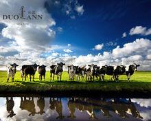 草原優質奶牛