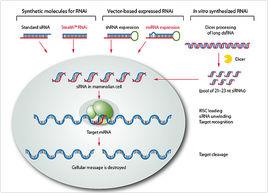 RNA干擾技術服務