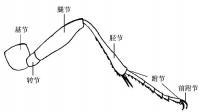 昆蟲的足