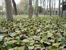 新鄉京華園