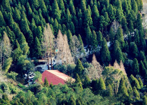 溫州滿田森林公園