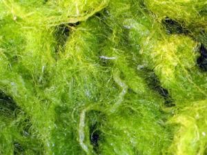 普林鞘藻