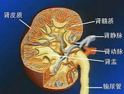 多發性骨髓瘤病腎病