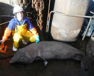 保羅-克勒肯與一隻擬皺唇鯊合影，這是一種巨大、狡猾的深海鯊魚。