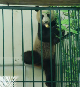 北方森林動物園內的熊貓