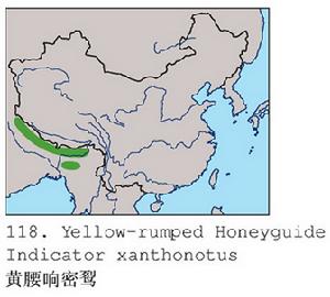 黃腰響蜜分布圖