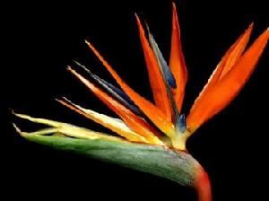 Strelitzia reginae