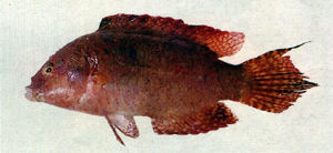 雙斑尖唇魚