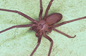 隱士蜘蛛（Recluse spider）