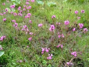 山羅花馬先蒿