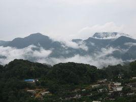 易武古茶山