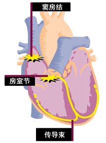 心臟：竇房結